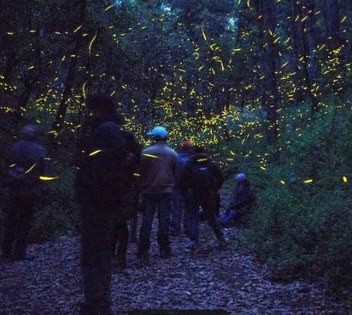 Presenta Gobierno del EdoMéx la sexta edición del Festival Internacional de las Luciérnagas 2026