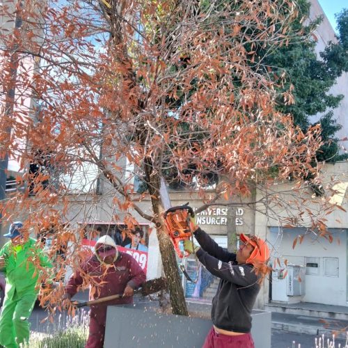 Sustituyen por nuevos ejemplares 11 árboles secos y muertos en pie en la Plaza González Arratia