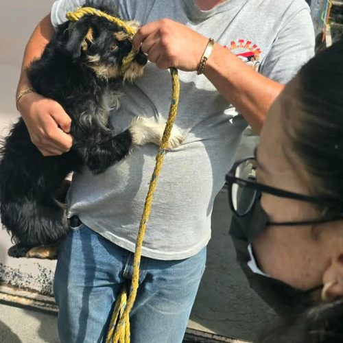 Refuerza Toluca acciones contra el maltrato animal; rescatan 18 perros y gatos en San Buenaventura